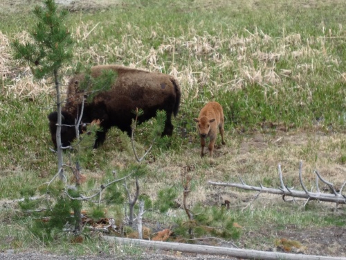 Lots of bison babies too!