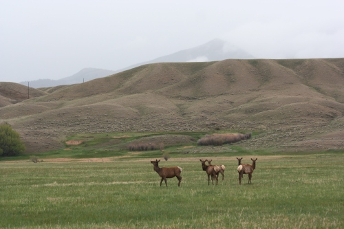 Group of Elk